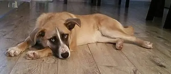 Roma, cudowna i przyjazna suczka, SZCZENIAK, adopc