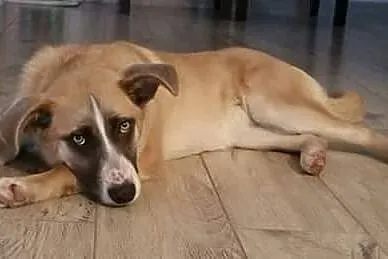 Roma, cudowna i przyjazna suczka, SZCZENIAK, adopc