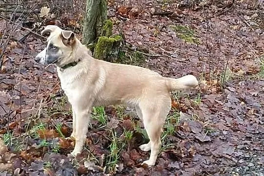 Roma, cudowna i przyjazna suczka, SZCZENIAK, adopc
