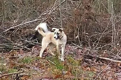 Roma, cudowna i przyjazna suczka, SZCZENIAK, adopc