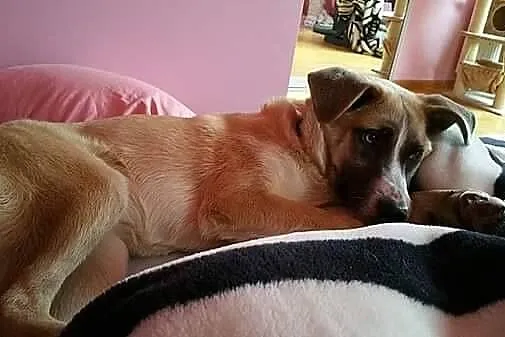 Roma, cudowna i przyjazna suczka, SZCZENIAK, adopc