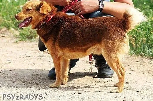 Mały, młody, bezproblemowy CYNAMON czeka na nowy d