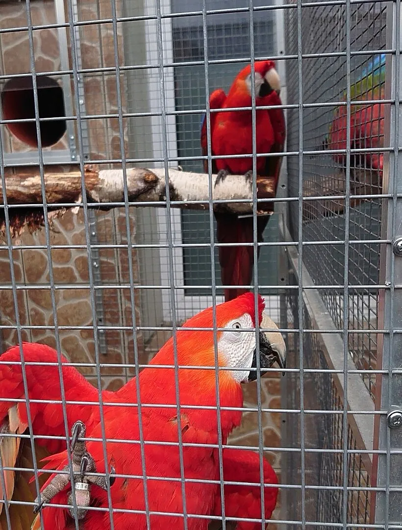 Samca Ary Macao kupię, Śląskie, Częstochowa