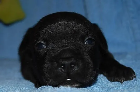 Staffordshire Bull Terrier, American Staffordshire
