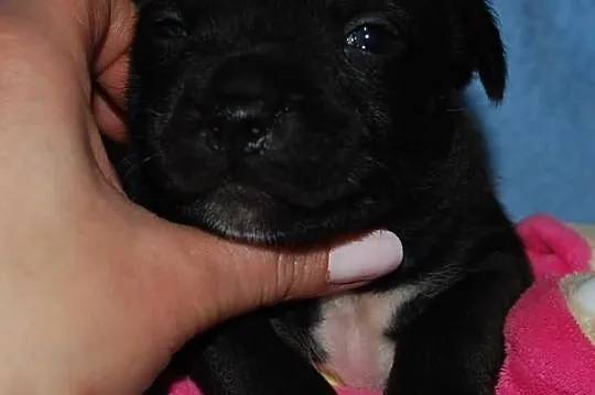 Staffordshire Bull Terrier, American Staffordshire