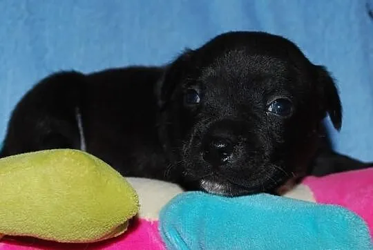 Staffordshire Bull Terrier, American Staffordshire