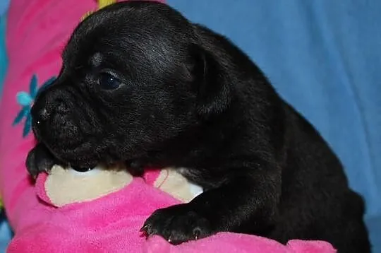 Staffordshire Bull Terrier, American Staffordshire