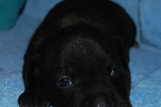 Staffordshire Bull Terrier, American Staffordshire