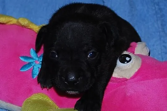 Staffordshire Bull Terrier, American Staffordshire