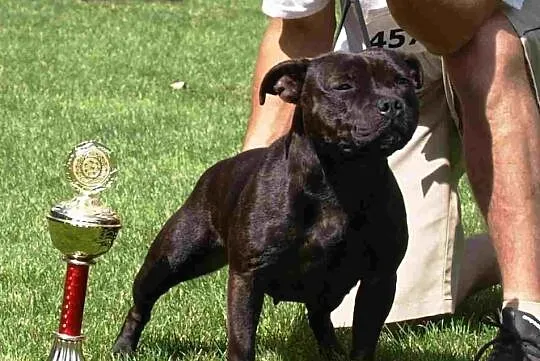 Staffordshire Bull Terrier, American Staffordshire
