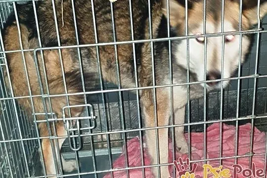 ORIUS-Piękny dorodny energiczny psiak szuka aktywn, Kraków