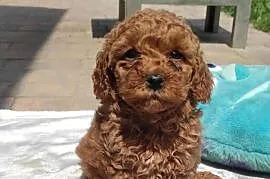 Pudel TOY Red