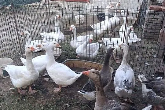 Gęś biała kołudzka/Landes