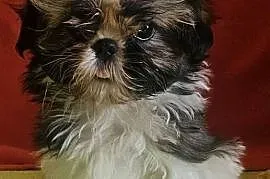 Shih Tzu - dziewczynki