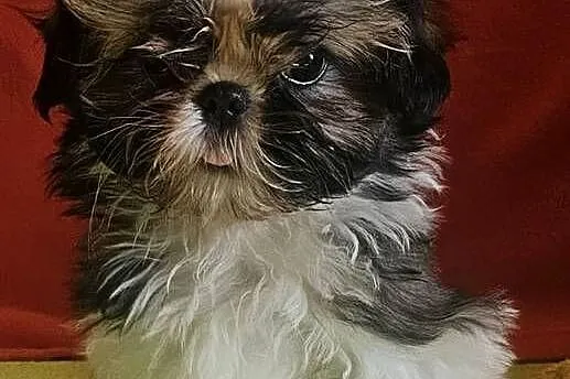 Shih Tzu - dziewczynki