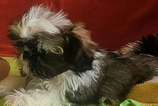 Shih Tzu - dziewczynki, Śląskie, Częstochowa