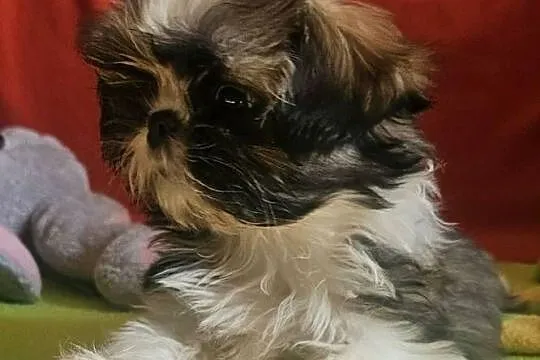 Shih Tzu - dziewczynki, Śląskie, Częstochowa