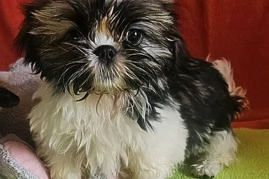 Shih Tzu - dziewczynki, Śląskie, Częstochowa