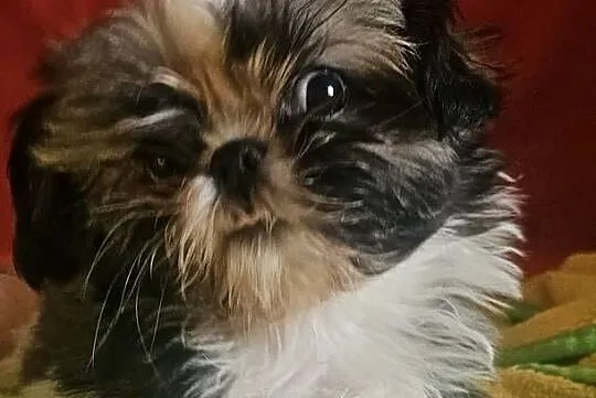 Shih Tzu - dziewczynki, Śląskie, Częstochowa