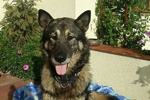 Tedi-mieszanka owczarka i haskiego szuka domu,  ma