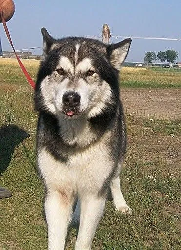 ZIBI - super pies, alaskan któremu dom zaginął ADO