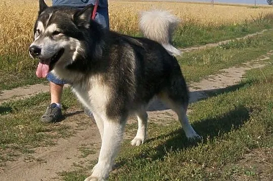 ZIBI - super pies, alaskan któremu dom zaginął ADO