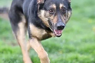 Kochany Ares - 5 lat w schronisku, bez łapy...,  d
