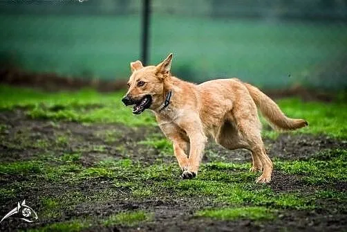 LORI-kochaj mnie do woli!,  śląskie Gliwice