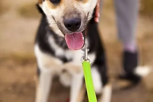 Bond - cudny młodziak do adopcji,  łódzkie Łódź