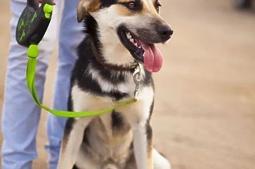 Bond - cudny młodziak do adopcji,  łódzkie Łódź