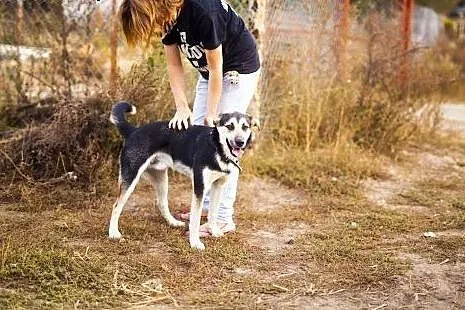 Bond - cudny młodziak do adopcji,  łódzkie Łódź