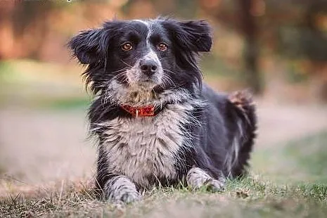 Holly- 13 kg mini Border Collie,  przyjacielska, s