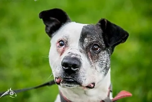 Bratek - energiczny piesek w typie pitt - bulla do adopcji! ,  świętokrzyskie Kielce