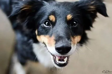 Młody Pikuś, przyjazny, niekonfliktowy TRICOLOR adopcja,  Kundelki cała Polska