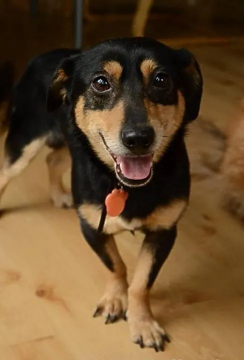 SUPEŁEK potrzebuje adopcji!