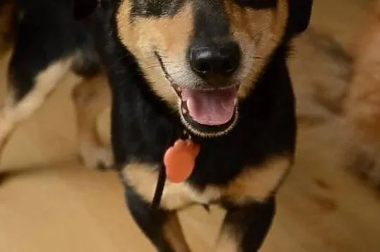 SUPEŁEK potrzebuje adopcji!