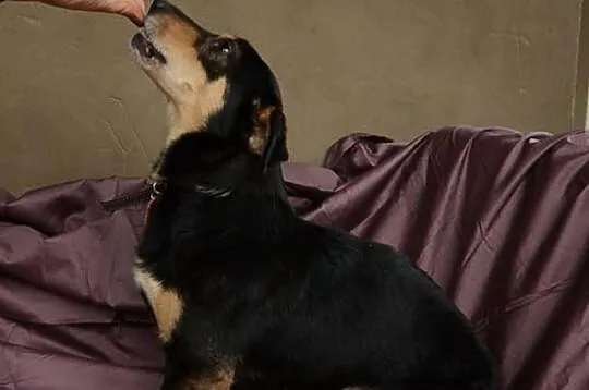 SUPEŁEK potrzebuje adopcji!