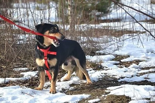 SUPEŁEK potrzebuje adopcji!