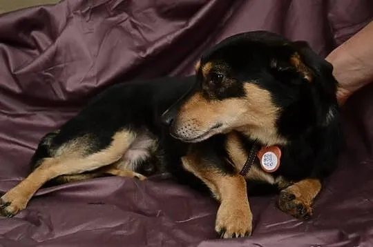 SUPEŁEK potrzebuje adopcji!
