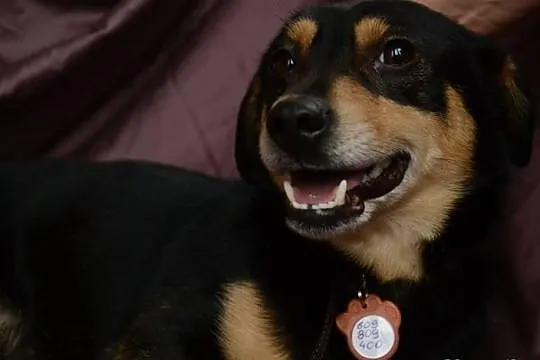SUPEŁEK potrzebuje adopcji!
