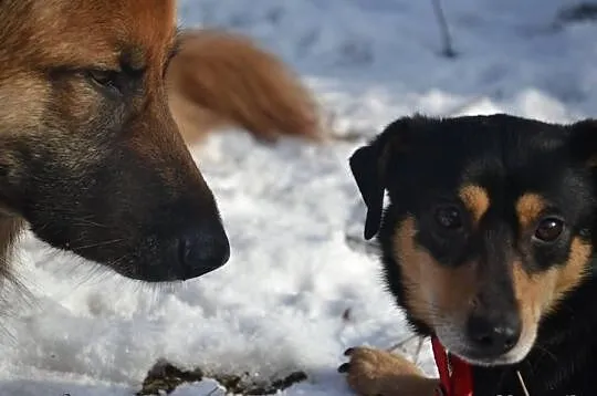 SUPEŁEK potrzebuje adopcji!