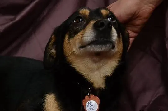 SUPEŁEK potrzebuje adopcji!