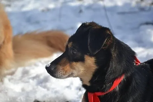 SUPEŁEK potrzebuje adopcji!