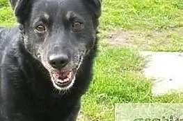 Psi ideał marzy o domu adoptuj go a pokocha Cię całym serduszkiem, Mazowieckie, Warszawa
