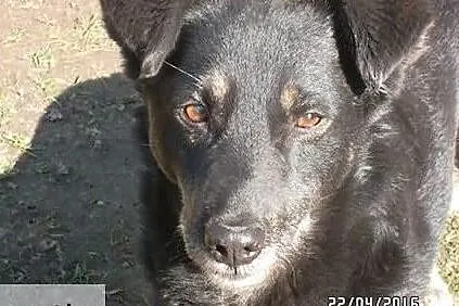 Psi ideał marzy o domu adoptuj go a pokocha Cię całym serduszkiem, Mazowieckie, Warszawa
