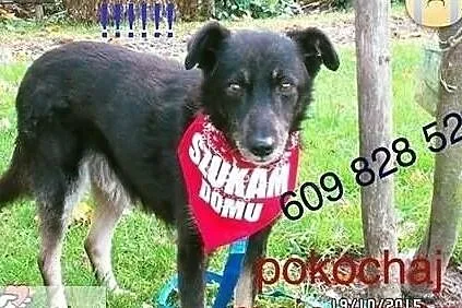Psi ideał marzy o domu adoptuj go a pokocha Cię całym serduszkiem, Mazowieckie, Warszawa