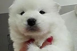 Samoyed samojed suczka