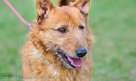 OTOZ Animals - Alex - kochany terier o wielkich ma