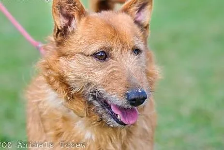 OTOZ Animals - Alex - kochany terier o wielkich ma