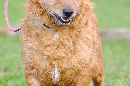 OTOZ Animals - Alex - kochany terier o wielkich ma